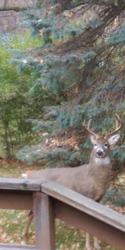 Do-Do-Do-This deer is Out my backdoor!